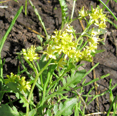 Rorippa curvisiliqua