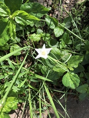 Zephyranthes chlorosolen