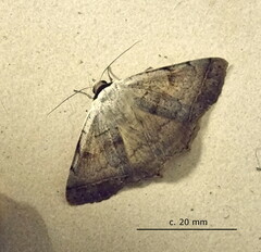 Ctenusa pallida