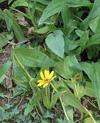 Arnica longifolia
