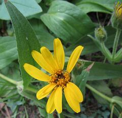 Arnica longifolia