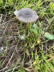 Entoloma sericeum