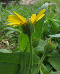 Arnica longifolia
