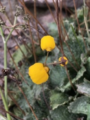 Calceolaria filicaulis luxurians