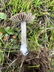 Entoloma sericeum