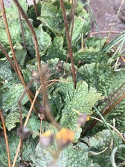 Calceolaria filicaulis luxurians