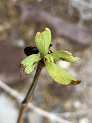 Anisacanthus thurberi