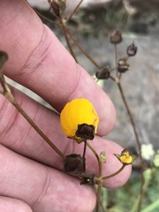 Calceolaria filicaulis luxurians