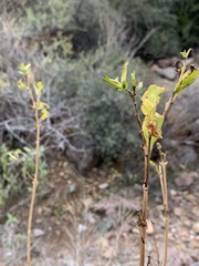 Anisacanthus thurberi
