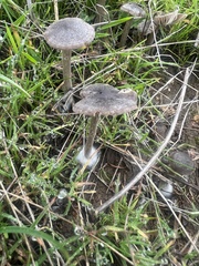 Entoloma sericeum