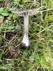 Entoloma sericeum