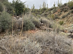 Anisacanthus thurberi
