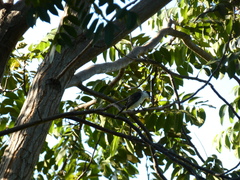 Tyrannus caudifasciatus