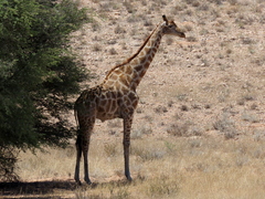 Giraffa camelopardalis