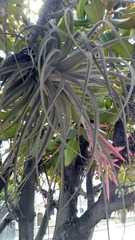 Tillandsia didisticha