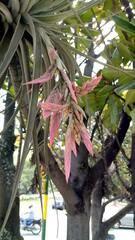 Tillandsia didisticha