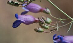 Penstemon incertus