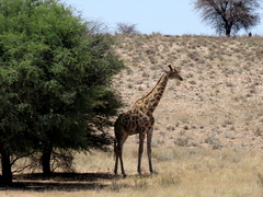 Giraffa camelopardalis