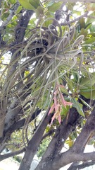 Tillandsia didisticha