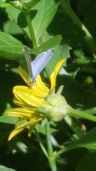 Celastrina neglecta