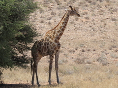 Giraffa camelopardalis
