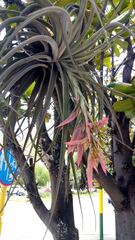 Tillandsia didisticha