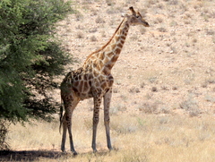 Giraffa camelopardalis