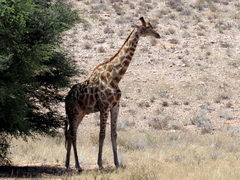 Giraffa camelopardalis