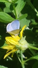 Celastrina neglecta