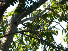 Tyrannus caudifasciatus