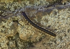 Asiomorpha