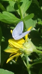 Celastrina neglecta