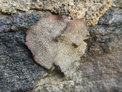 Dermatocarpon miniatum