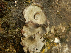 Dermatocarpon miniatum