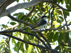 Tyrannus caudifasciatus