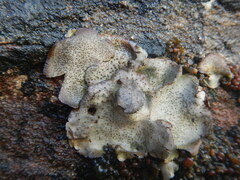 Dermatocarpon miniatum