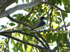 Tyrannus caudifasciatus