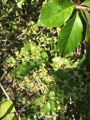 Hippocratea volubilis