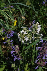 Dracocephalum nutans