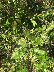 Hippocratea volubilis