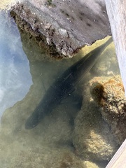 Centropomus undecimalis