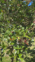 Psidium cattleyanum