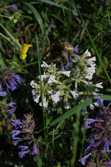 Dracocephalum nutans