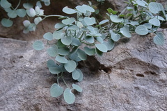 Sarcocapnos enneaphylla