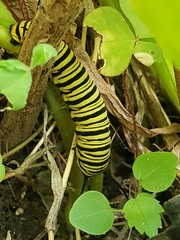 Danaus erippus