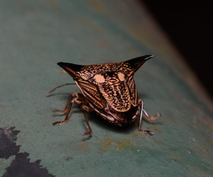 Alcimocoris coronatus