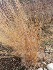 Schizachyrium