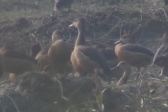 Dendrocygna javanica