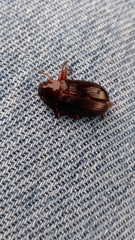 Helopini