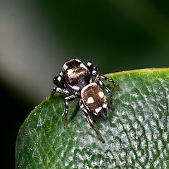 Heliophanus apiatus